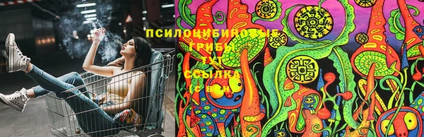 шишки Алзамай
